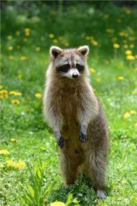 Standing Raccoon in a Field Animal Journal