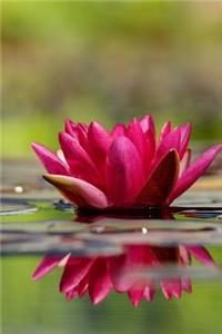 Pink Water Lily Flower Journal