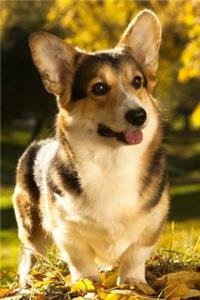 Pembroke Welsh Corgi