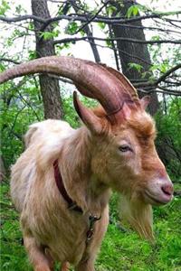 Handsome Mister Billy Goat in Sussex England Journal