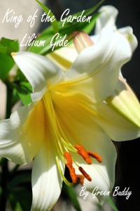 King of the garden - Lilium Gide