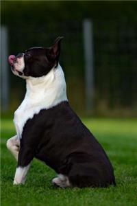 Boston Terrier Dog Posing Journal