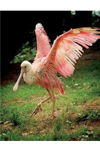 Roseate Spoonbill Notebook Large Size 8.5 x 11 Ruled 150 pages Softcover