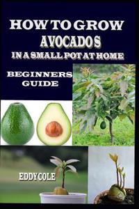 How to Grow Avocado in a Small Pot at Home: Beginners Guide