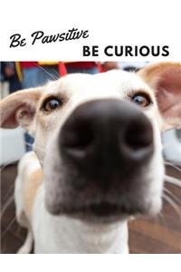 Be Pawsitive Be Curious