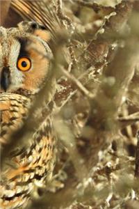 Long Eared Owls Notebook