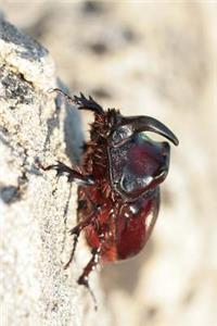 Rhinoceros Beetle Sunning on a Rock Journal