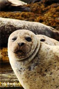 California Sea Lion Journal