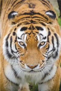 Siberian Tiger Portrait Journal