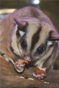 Sugar Glider (Flying Squirrel) on a Tree Journal