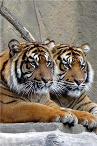 Two Sumatran Tigers Big Cat Journal