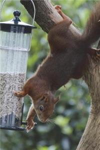 Squirrel Stealing Bird Seed Journal: 150 Page Lined Notebook/Diary