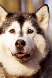 Gorgeous Husky Dog Pet Portrait Journal