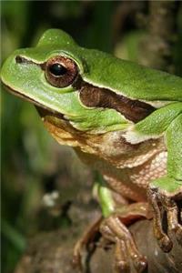 Tree Frog Perched and Ready to Jump Journal