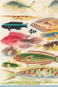 The Great Barrier Reef Journal