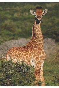 2019 Appointment Calendar