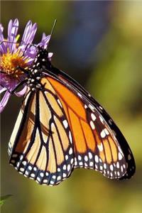 Monarch Butterfly