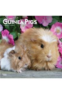 Guinea Pigs 2021 Square