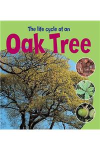 Learning About Life Cycles: The Life Cycle of an Oak Tree