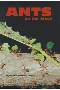 Ants on the Move