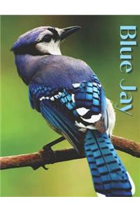 Blue Jay