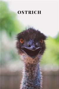 Ostrich