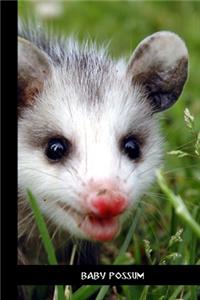 baby possum
