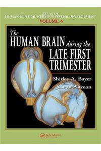 Human Brain During the Late First Trimester