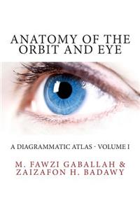 Anatomy of the Orbit and Eye