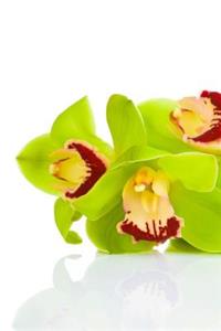 MindBlowing Orchid Journal 1