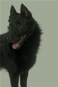 Schipperke