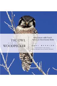 Owl and the Woodpecker