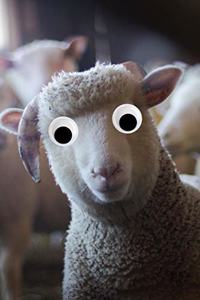Googly Eye Sheep Journal