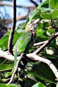 Lineated Barbet Journal