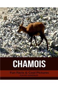 Chamois: Fun Facts & Cool Pictures