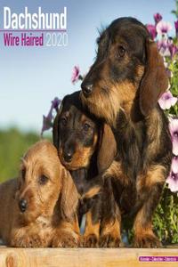 Dachshund Wire Haired Calendar 2020
