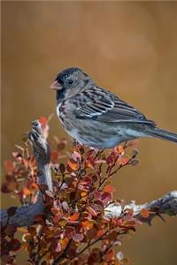 Bird Journal