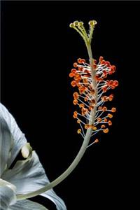 Stunning White Hibiscus Flower Bloom Journal