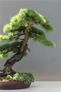 Larch Tree Bonsai Journal