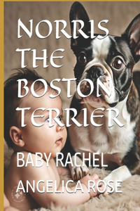 Norris the Boston Terrier