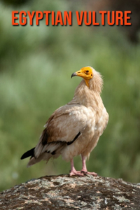 Egyptian Vulture