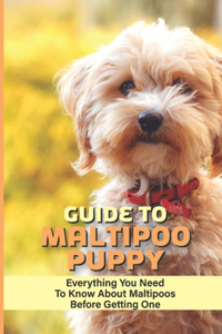 Guide To Maltipoo Puppy