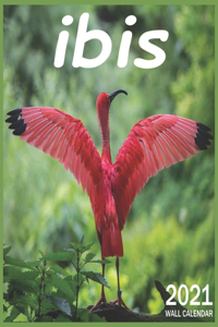 Ibis
