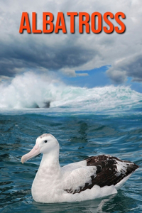 Albatross