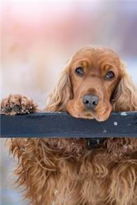 Cocker Spaniel
