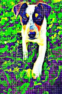 Jack Russell