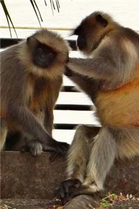 Hanuman Langur Monkeys Journal: 150 Page Lined Notebook/Diary