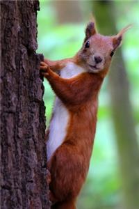 An Adorable Red Squirrel on a Tree Journal