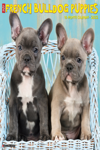 Just French Bulldog Puppies 2022 Wall Calendar