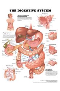 Digestive System Anatomical Chart